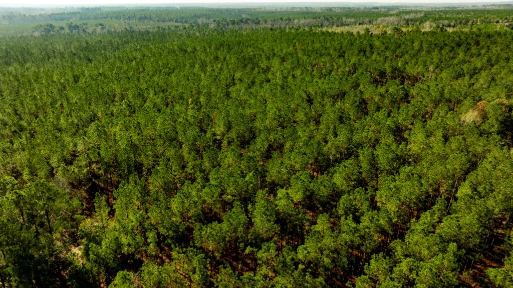 Buck Creek Timber Photo