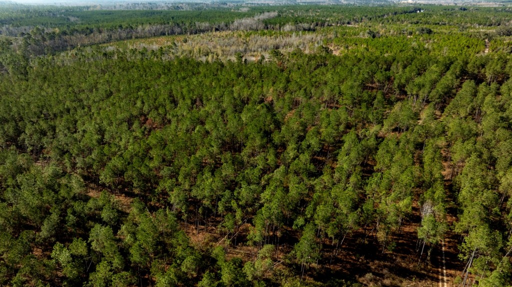 Buck Creek Timber Photo