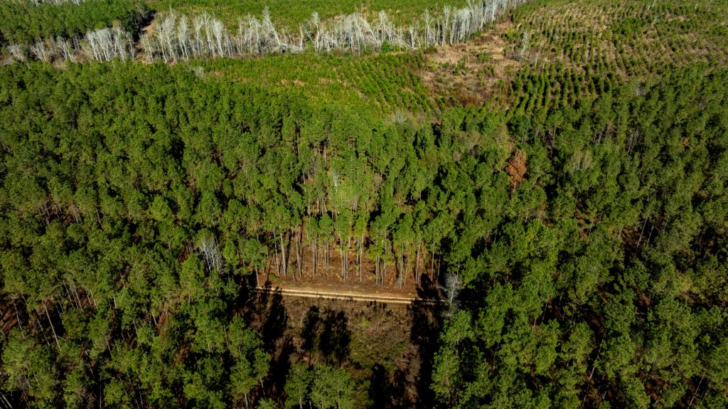 Buck Creek Timber Photo