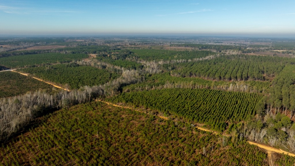 White Spring Timber Photo