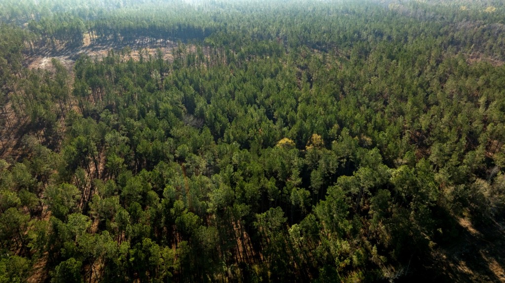 White Spring Timber Photo