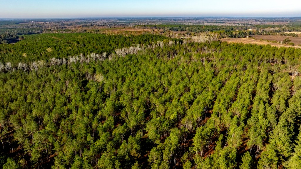White Spring Timber Photo