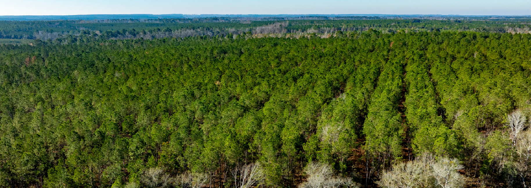 Buck Creek Timber Main Photo