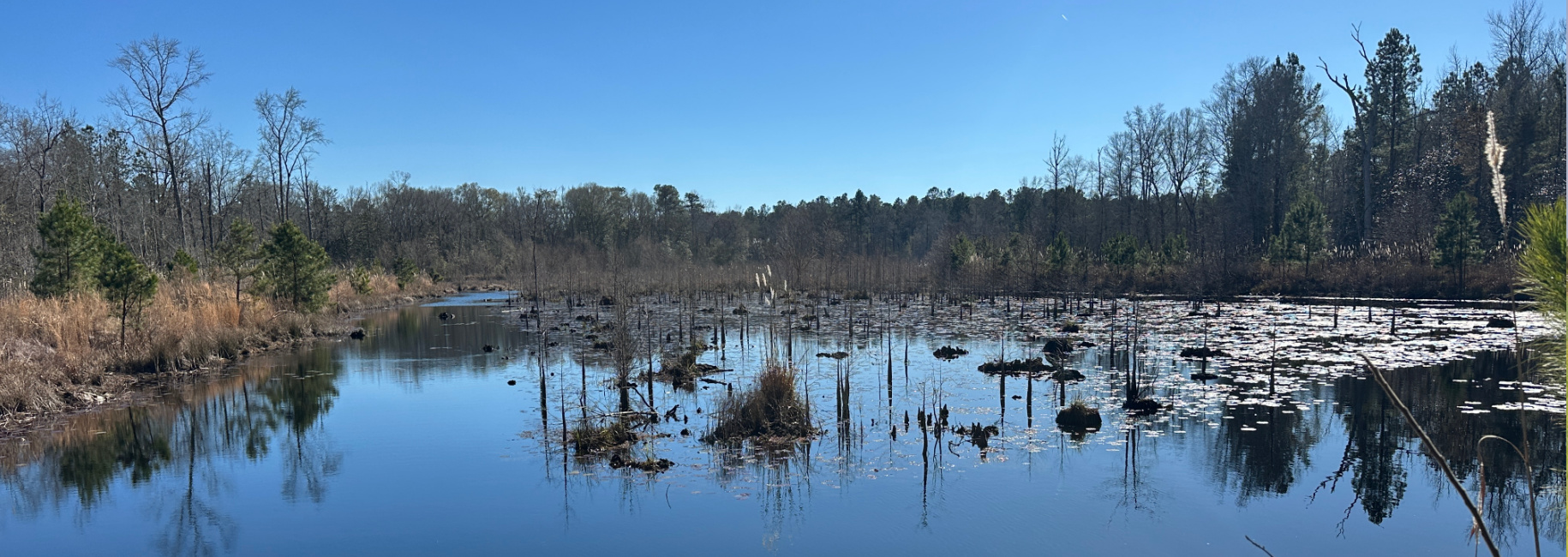 Hiltonia Hardwoods Main Photo