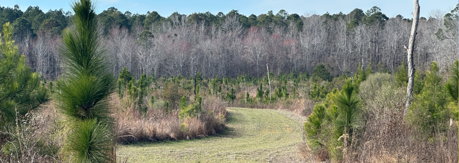 Shady Oak Main Photo