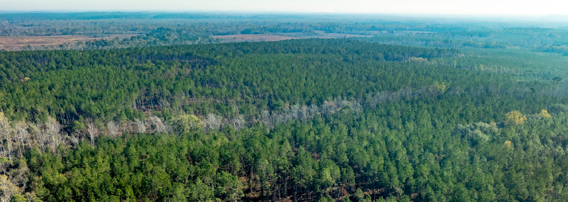 White Spring Timber Main Photo