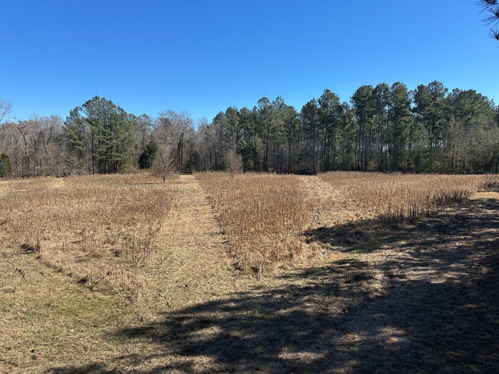 Hiltonia Hardwoods Photo