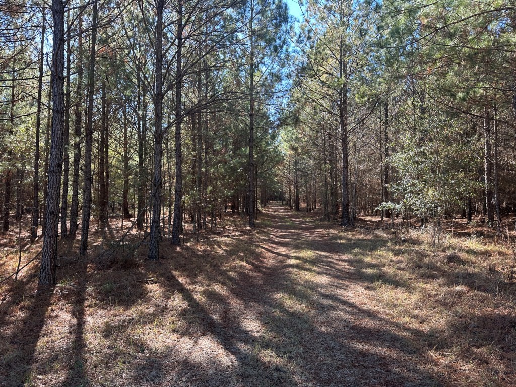 Hiltonia Hardwoods Photo