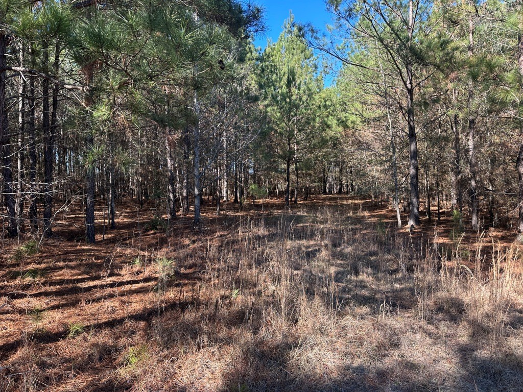 Hiltonia Hardwoods Photo