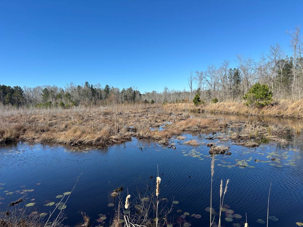 Hiltonia Hardwoods Photo