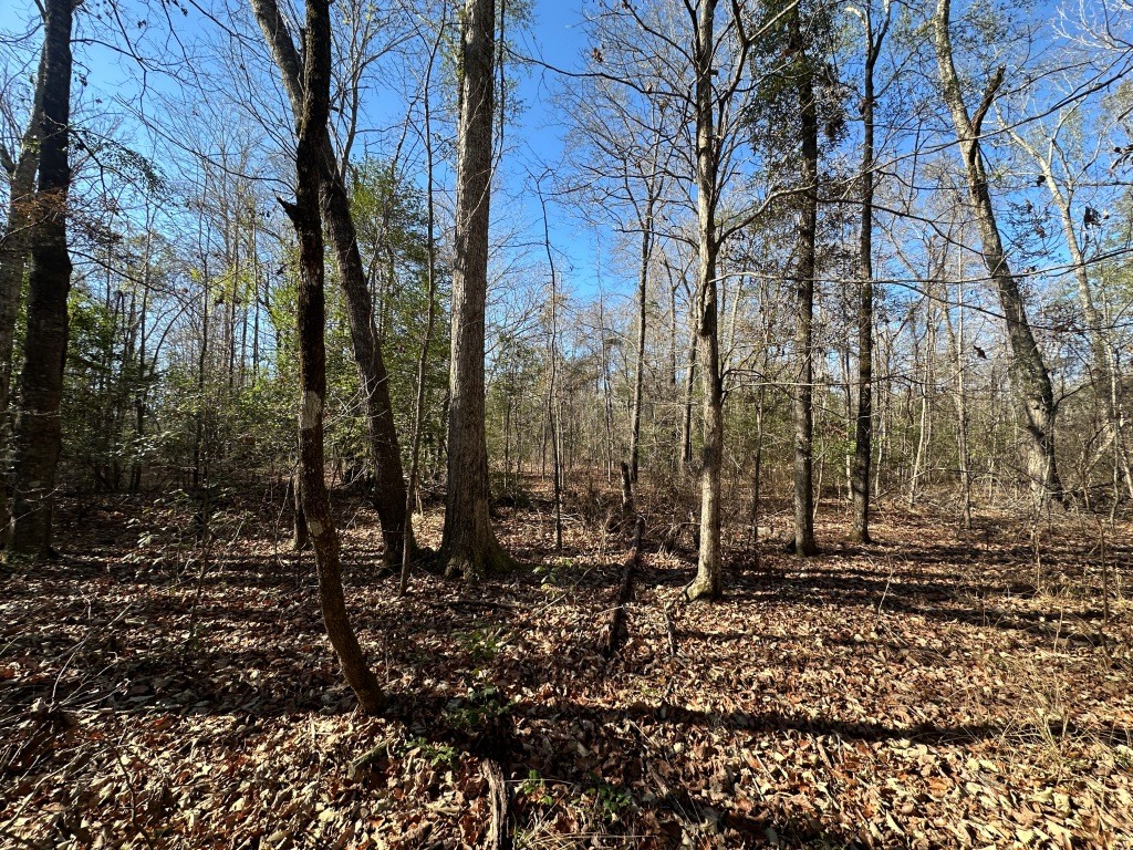 Hiltonia Hardwoods Photo