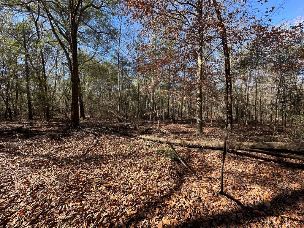 Hiltonia Hardwoods Photo