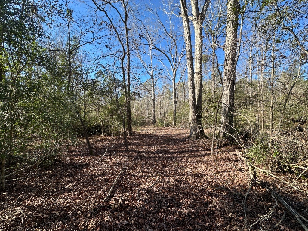 Hiltonia Hardwoods Photo