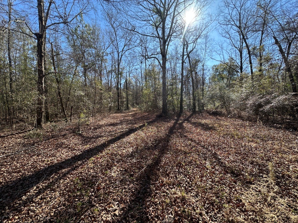 Hiltonia Hardwoods Photo