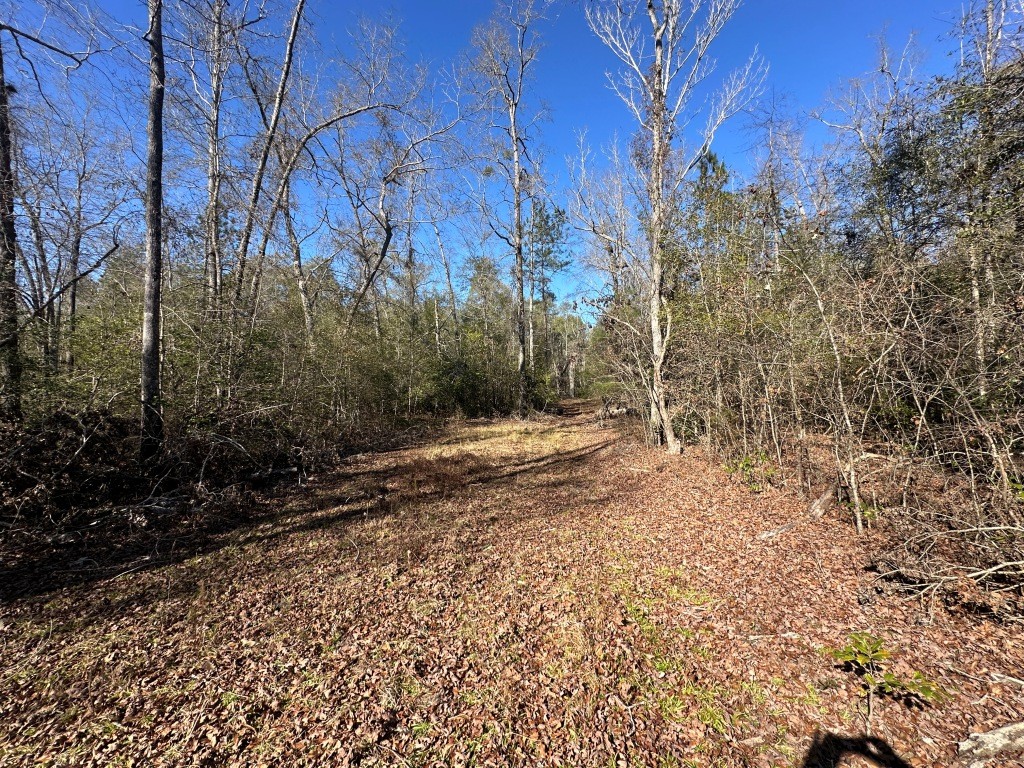 Hiltonia Hardwoods Photo