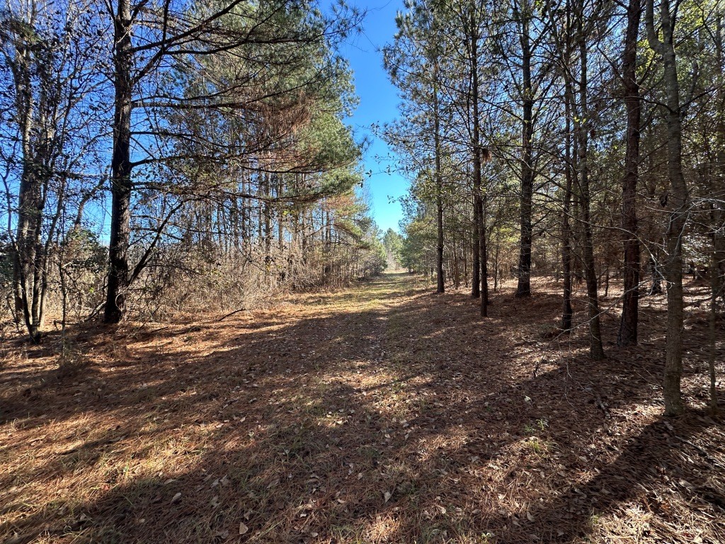 Hiltonia Hardwoods Photo