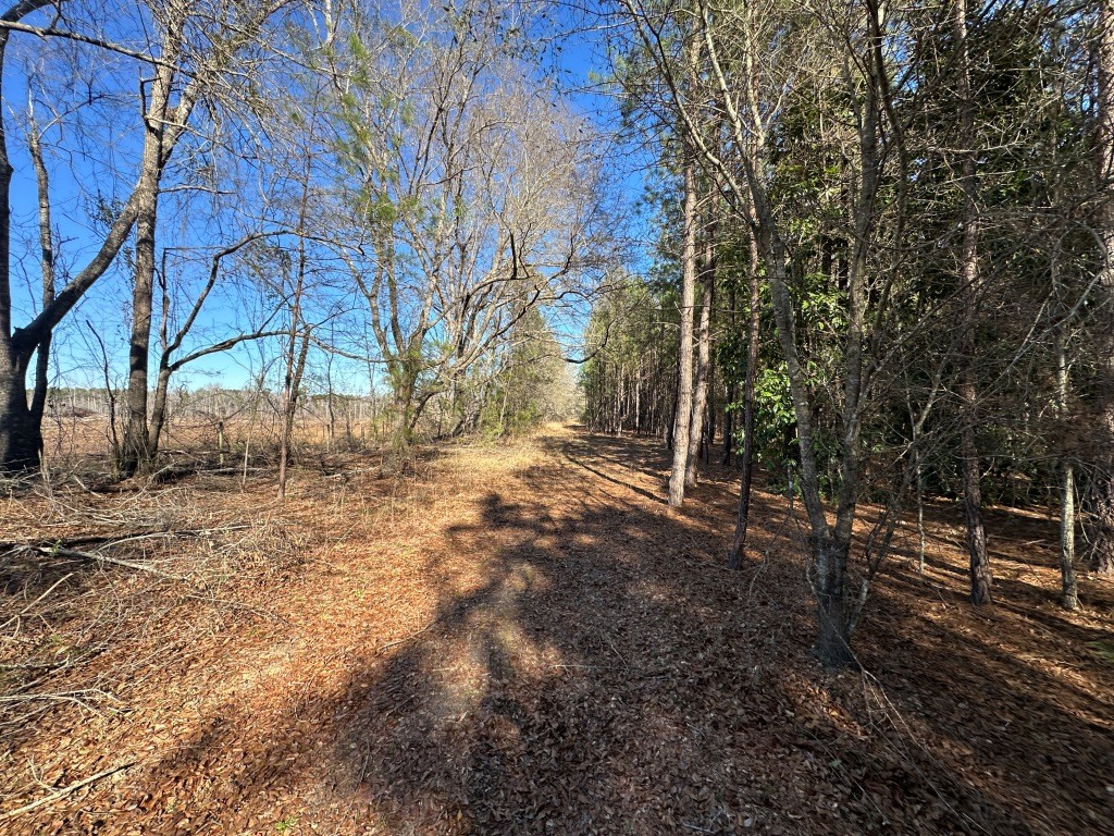 Hiltonia Hardwoods Photo