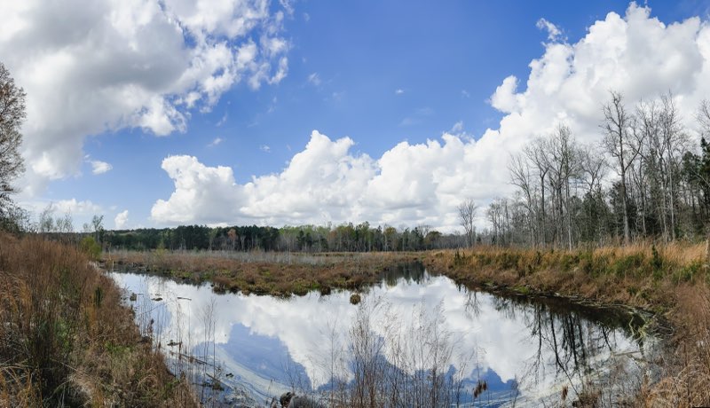 Hiltonia Hardwoods Photo