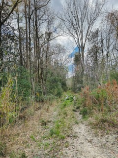 Hiltonia Hardwoods Photo