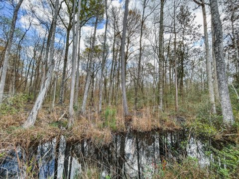 Hiltonia Hardwoods Photo