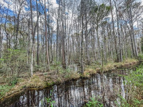 Hiltonia Hardwoods Photo