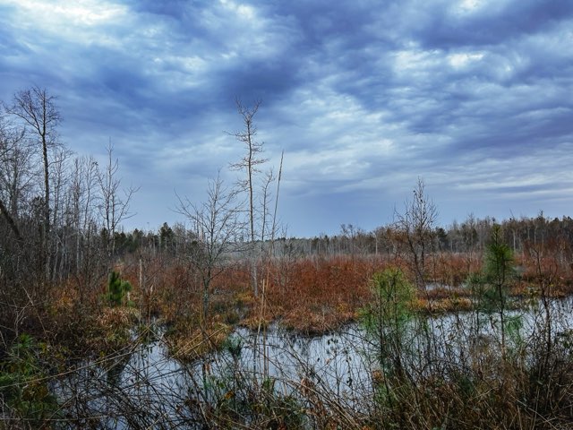 Hiltonia Hardwoods Photo