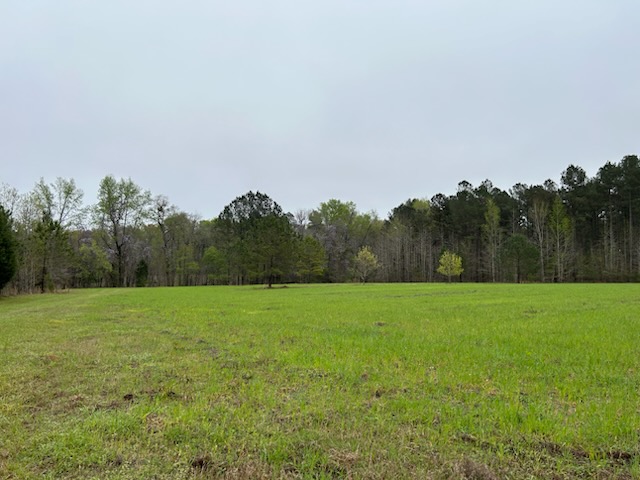 Hiltonia Hardwoods Photo