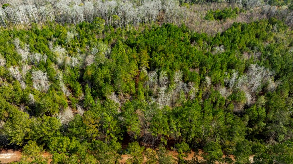 Bulloch Homeplace Photo