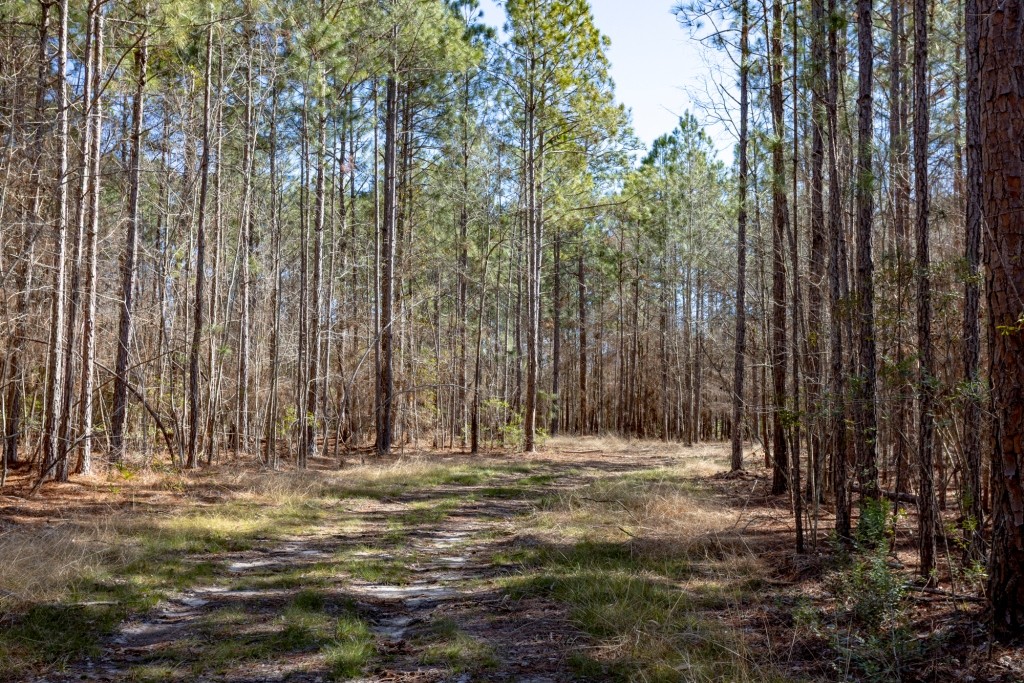 Sylvester Acres Photo