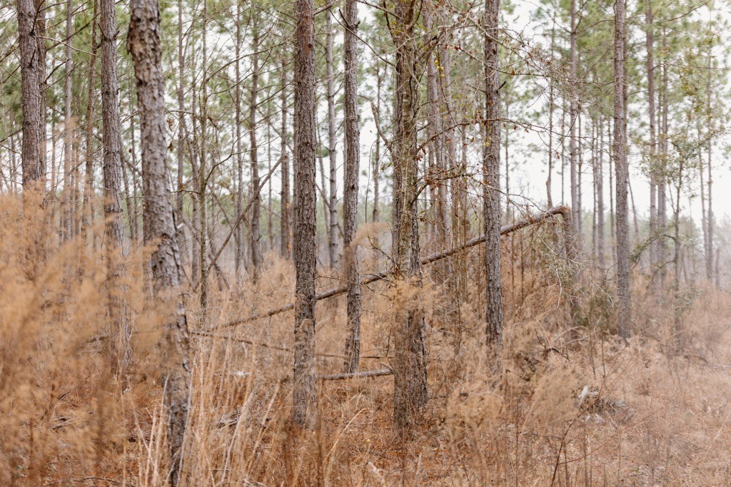 Bunn Store Road Homesite Photo