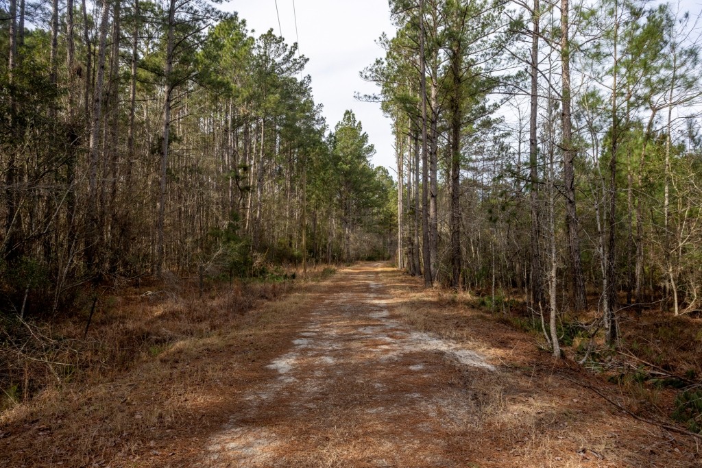 Bulloch Homeplace Photo