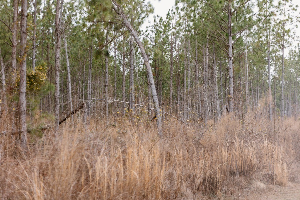 Bunn Store Road Homesite Photo