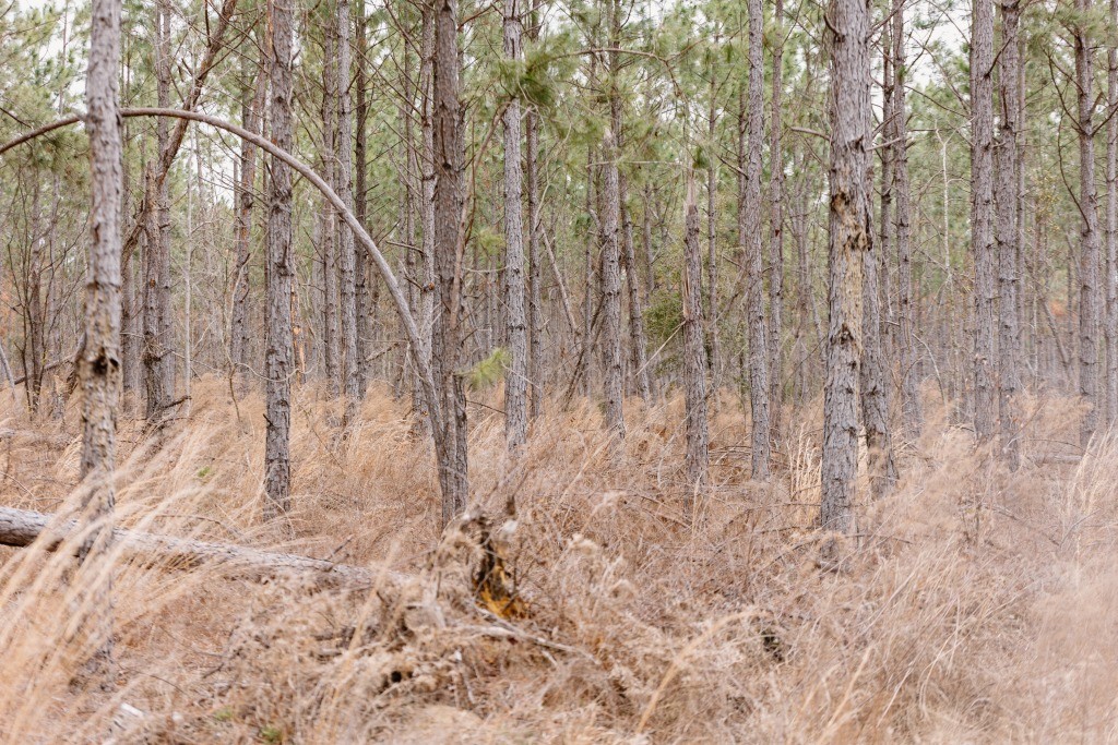 Bunn Store Road Homesite Photo