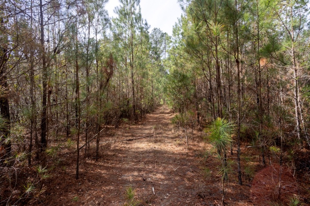 Bulloch Homeplace Photo