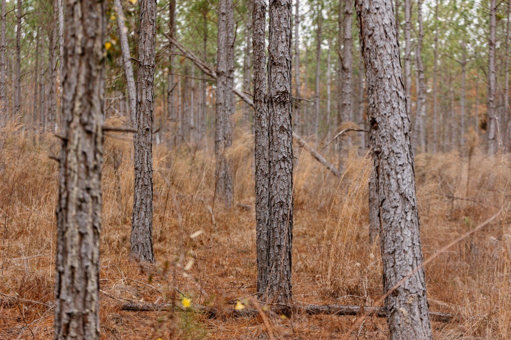 Bunn Store Road Homesite Photo