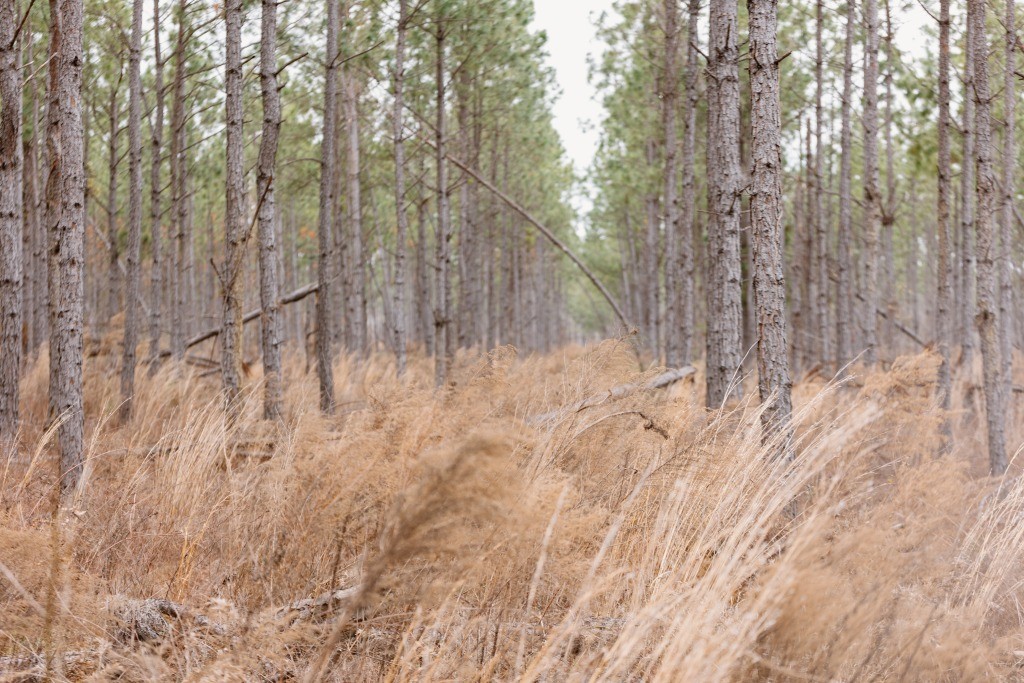 Bunn Store Road Homesite Photo