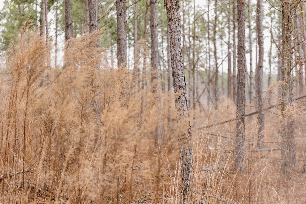 Bunn Store Road – Tract 1 Photo