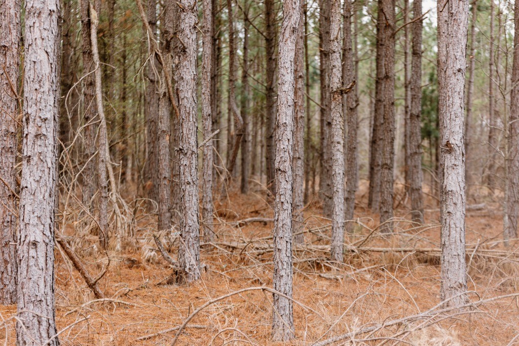Bunn Store Road Homesite Photo