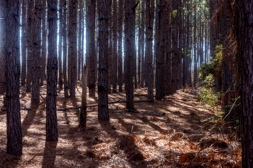 Richardson Creek Retreat – Tract 2 Photo