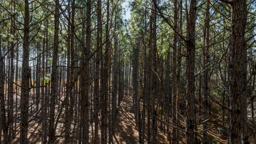 Richardson Creek Retreat – Tract 2 Photo