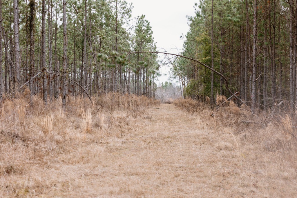 Bunn Store Road Homesite Photo