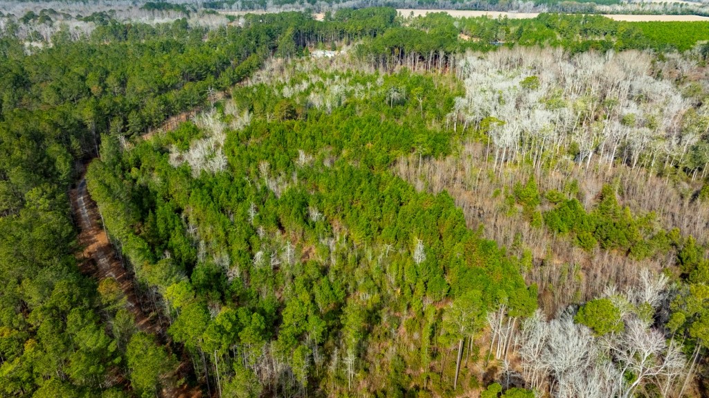 Bulloch Homeplace Photo