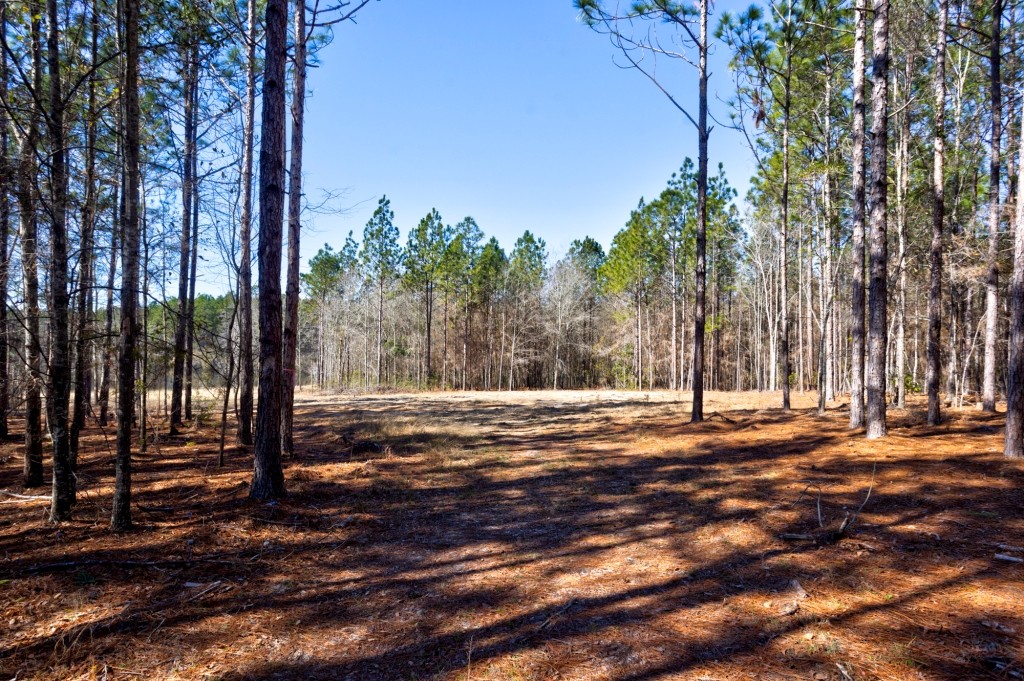 Sylvester Acres Photo