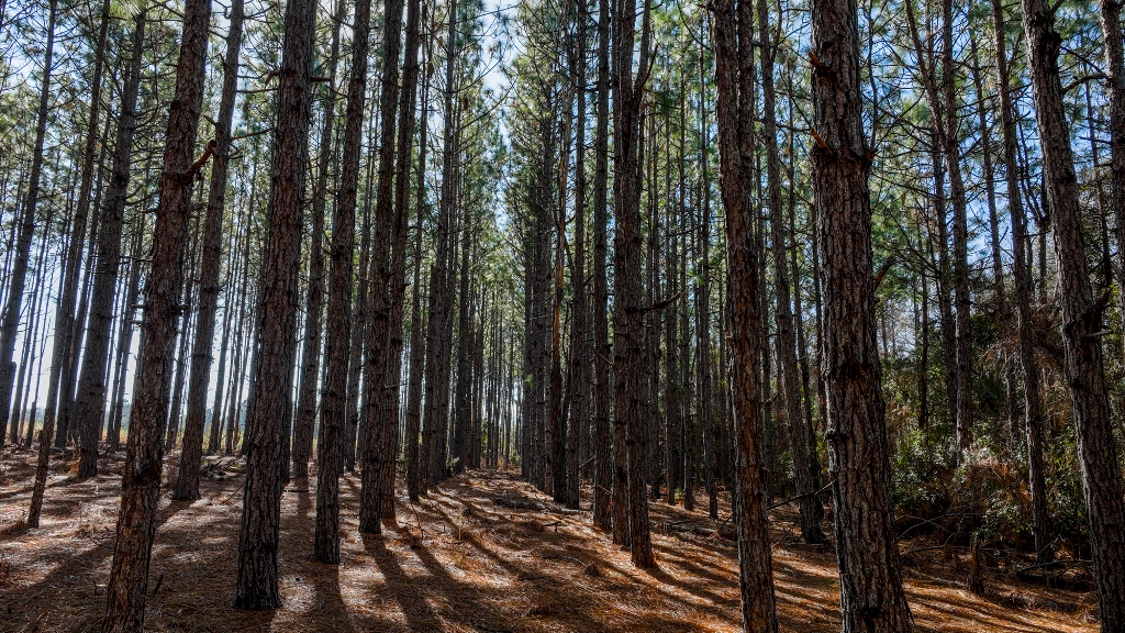 Richardson Creek Retreat – Tract 2 Photo