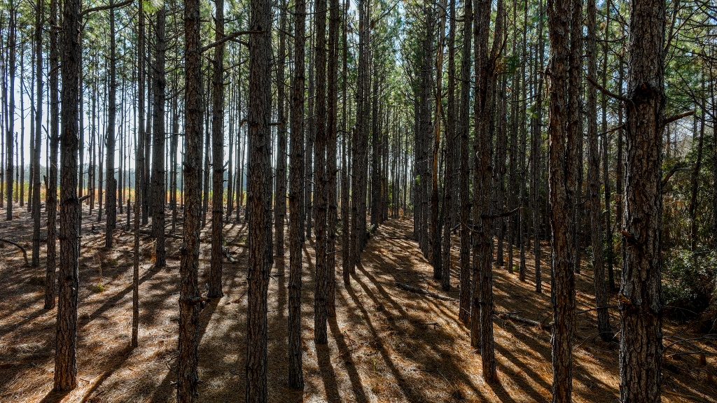 Richardson Creek Retreat – Tract 2 Photo