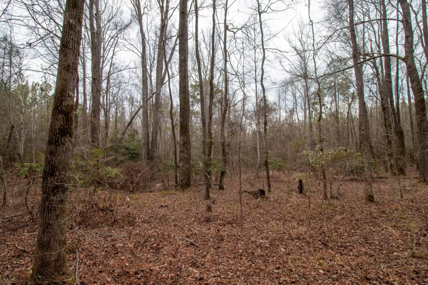 Harris Homestead Photo