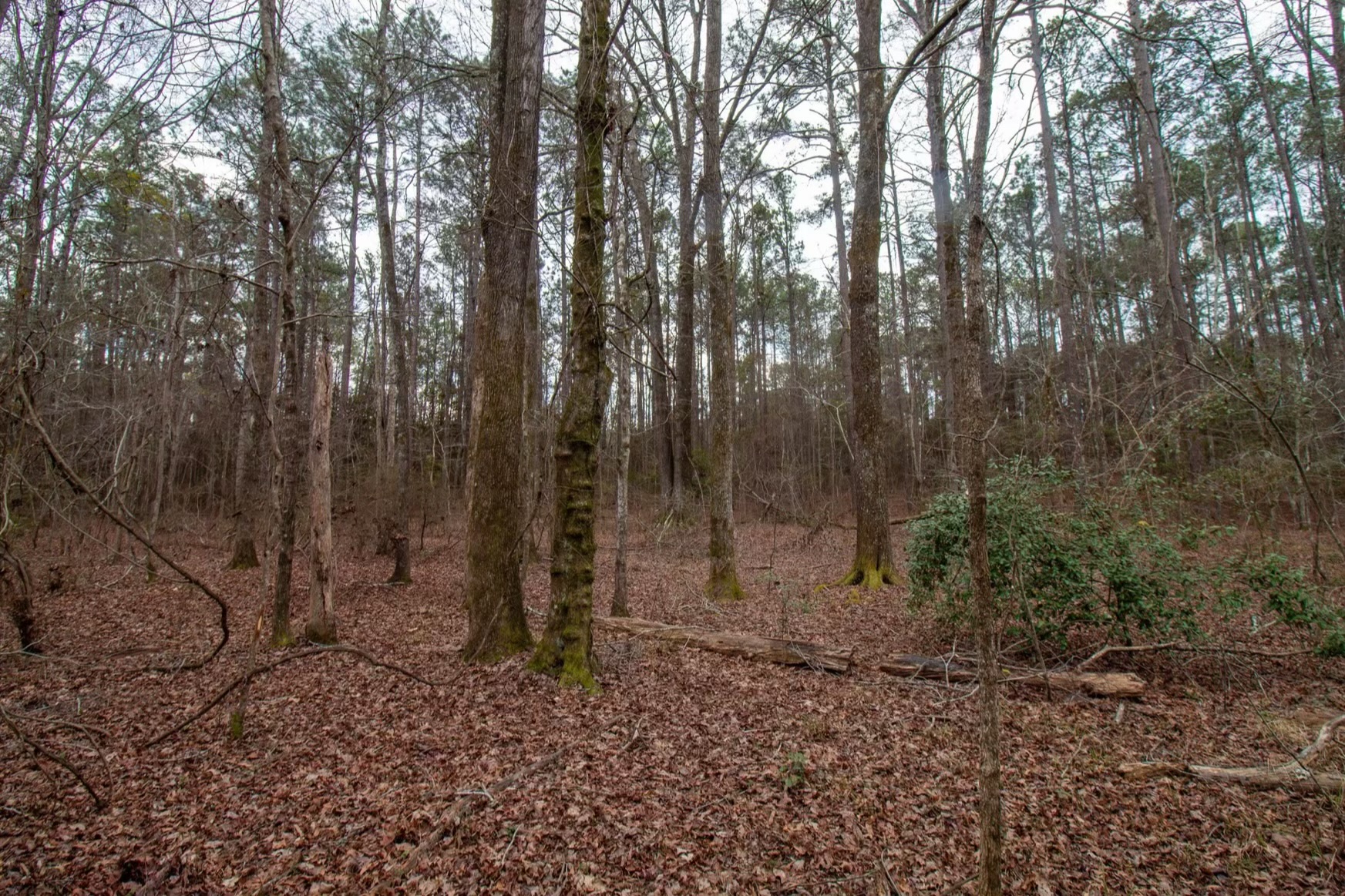 Harris Homestead Photo