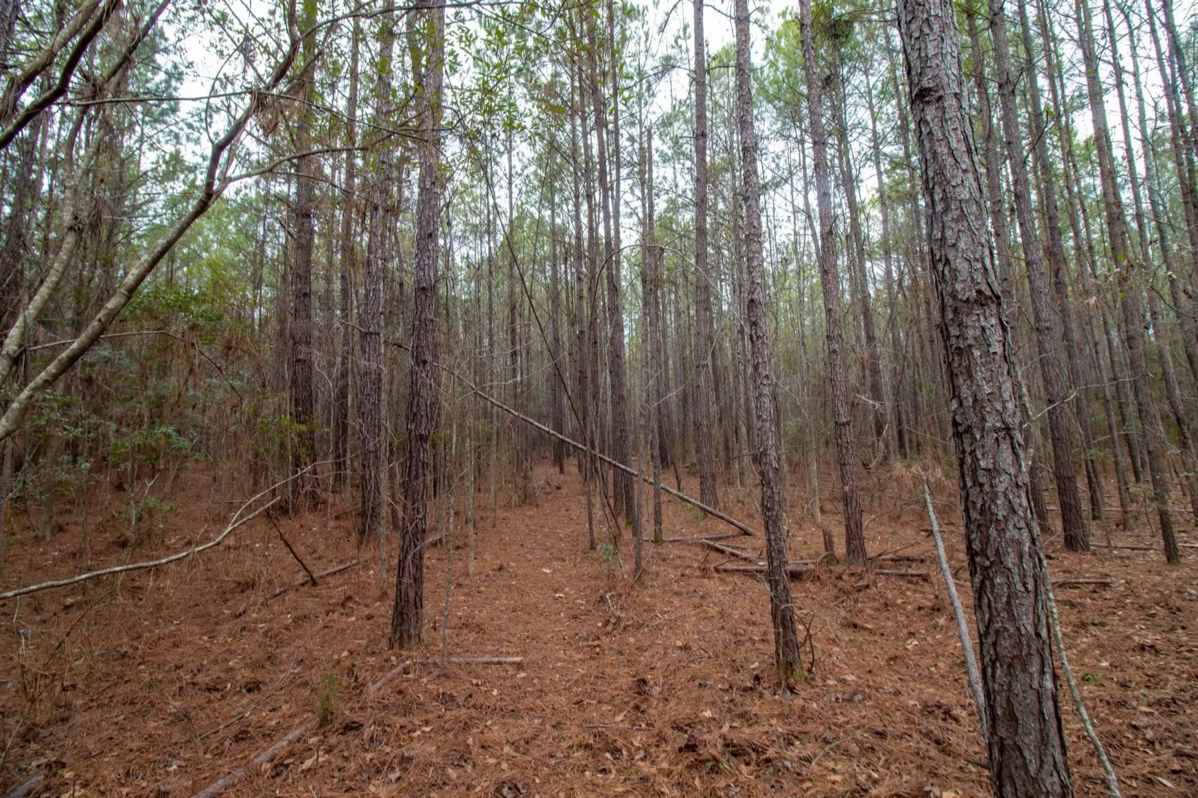 Harris Homestead Photo
