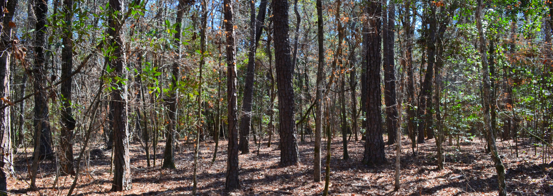 Mark Wood Road Main Photo