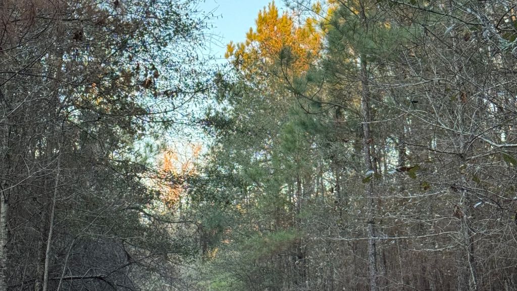 Dorsey Clark Pines Photo